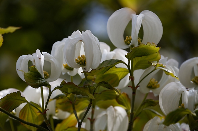 Jardin des Impressionnistes-MAI14-060